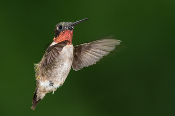 Plakat Ruby Throated Hummingbird Hovering in the Green Forest
