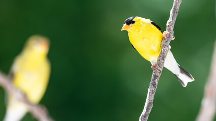 Pair of American Goldfinch Perched in a Tree