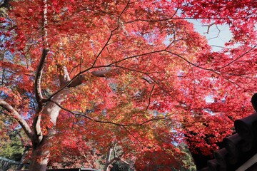 奈良公園の紅葉