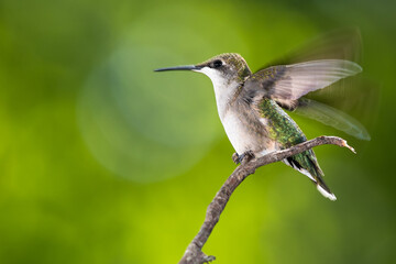 Ruby Throated Hummingbird Perched Delicately on a Slender Twig