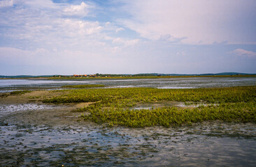 Salicorne d'Europe, Salicornia europaea, Ile aux Oiseaux, Bassin d'Arcachon, 33, Gironde
