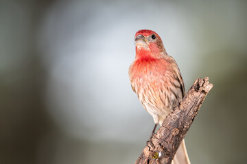 Curious House Finch Perched in a Tree