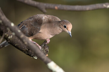 Mourning Dove Perched Delicately on a Slender Branch