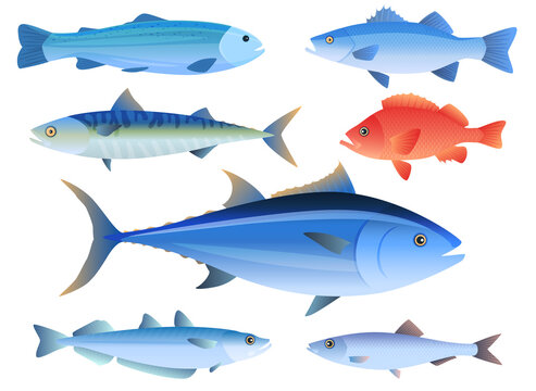 Sea fish. Tuna, Salmon, Mackerel, trout, perch, herring, cod. Isolated vector illustration