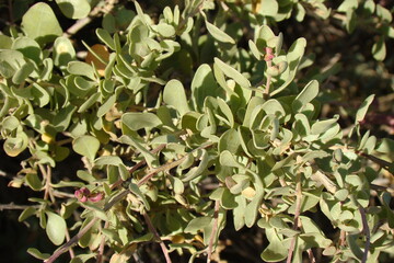 Mediterranean Saltbush (Atriplex halimus)