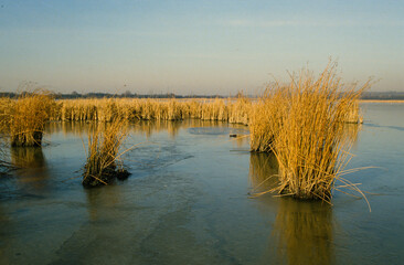 Roseau, massette, typha lactifolia, étang, hiver, Réserve naturelle, Saint Quentin en Yvelines,...