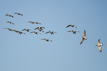 Whiffling Flock of Canada Geese Coming in for Landing in a Blue Sky