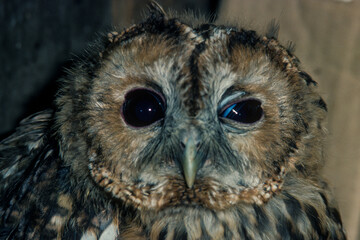 Chouette hulotte,.Strix aluco, Tawny Owl