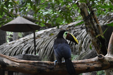 Toucan on a tree