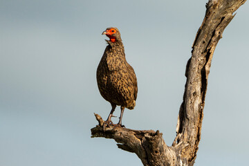 Francolin de Swainson,.Pternistis swainsonii , Swainson's Spurfowl