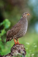 Francolin du Natal,.Pternistis natalensis, Natal Spurfowl
