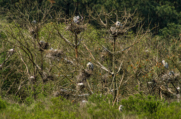 Héron cendré,  nids, colonie, Ardea cinerea, Grey Heron