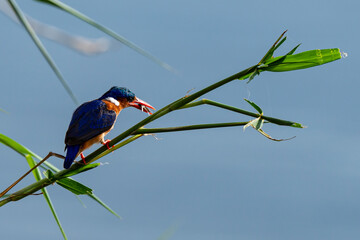 Martin pêcheur huppé, martin pêcheur malachite, .Corythornis cristatus, Malachite Kingfisher