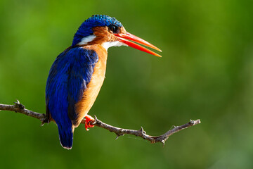 Martin pêcheur huppé, martin pêcheur malachite, .Corythornis cristatus, Malachite Kingfisher