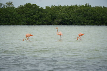 sunset, mexico, rio lagartos, nature, fenicotteri, flamingos, lagoon