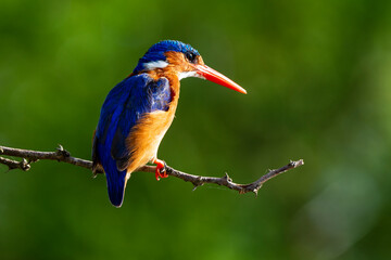 Martin pêcheur huppé, martin pêcheur malachite, .Corythornis cristatus, Malachite Kingfisher