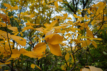 Yellow leaves on autumnal trees
