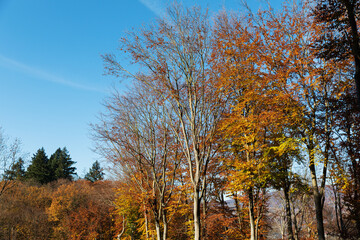 Autumn forest background