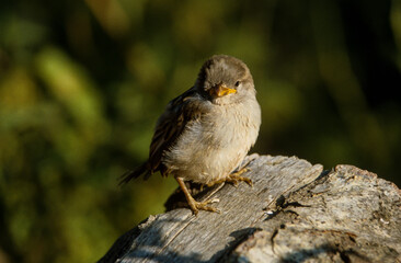 Moineau domestique,.Passer domesticus, House Sparrow