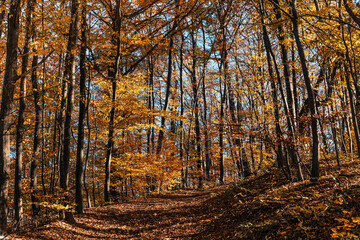 Autumn forest background