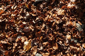 Autumn forest background