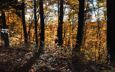 Autumn forest background