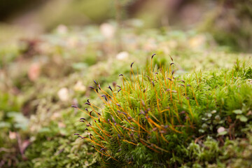 green moss inside the forest