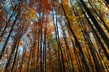Autumn forest background