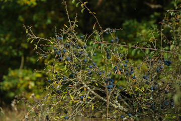 Schlehen in einer Schlehenhecke /Schlehdorn