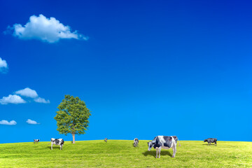 青空背景に丘陵の牧場で草を食む数頭の牛