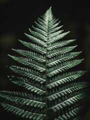 Beautiful fern leaf in the shade. Nature background