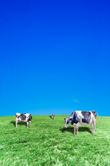青空背景に丘陵の牧場で草を食む数頭の牛