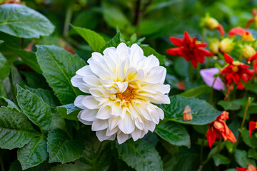 white dahlia flower