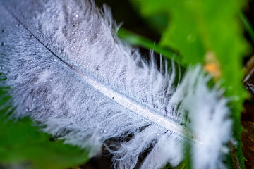 featherin close-up