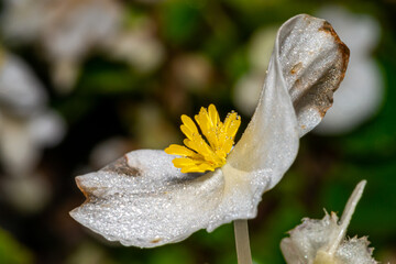 white flower and dew