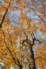 Autumn forest background