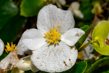 white and yellow flowers