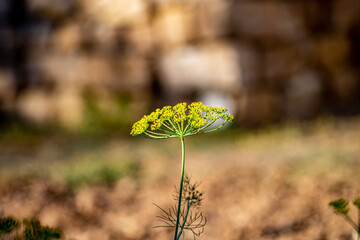 dill and background
