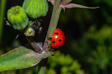 ladybird on a leaf