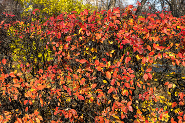 Texture of cotoneaster branches with gold yellow red leaves and black berries with sun light on a beautiful blur background is in a park in autumn