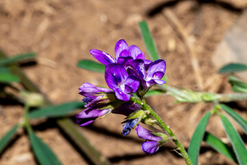 flowers in the garden