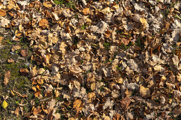 Beautiful texture of dry brown and yellow autumn oak leaves is in the park