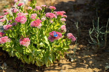 flowers in garden