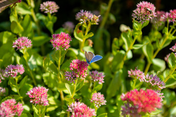 butterfly and flowers