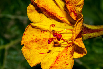 yellow flower and red stamens