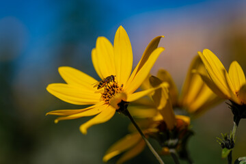bee on yellow flower