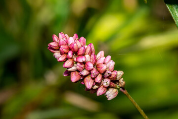 close up of pink flower