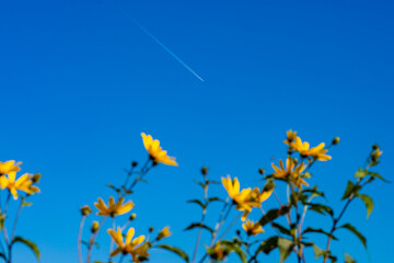 plane in the sky and flowers