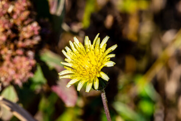 yellow flower in the garden