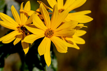 yellow flower in the garden